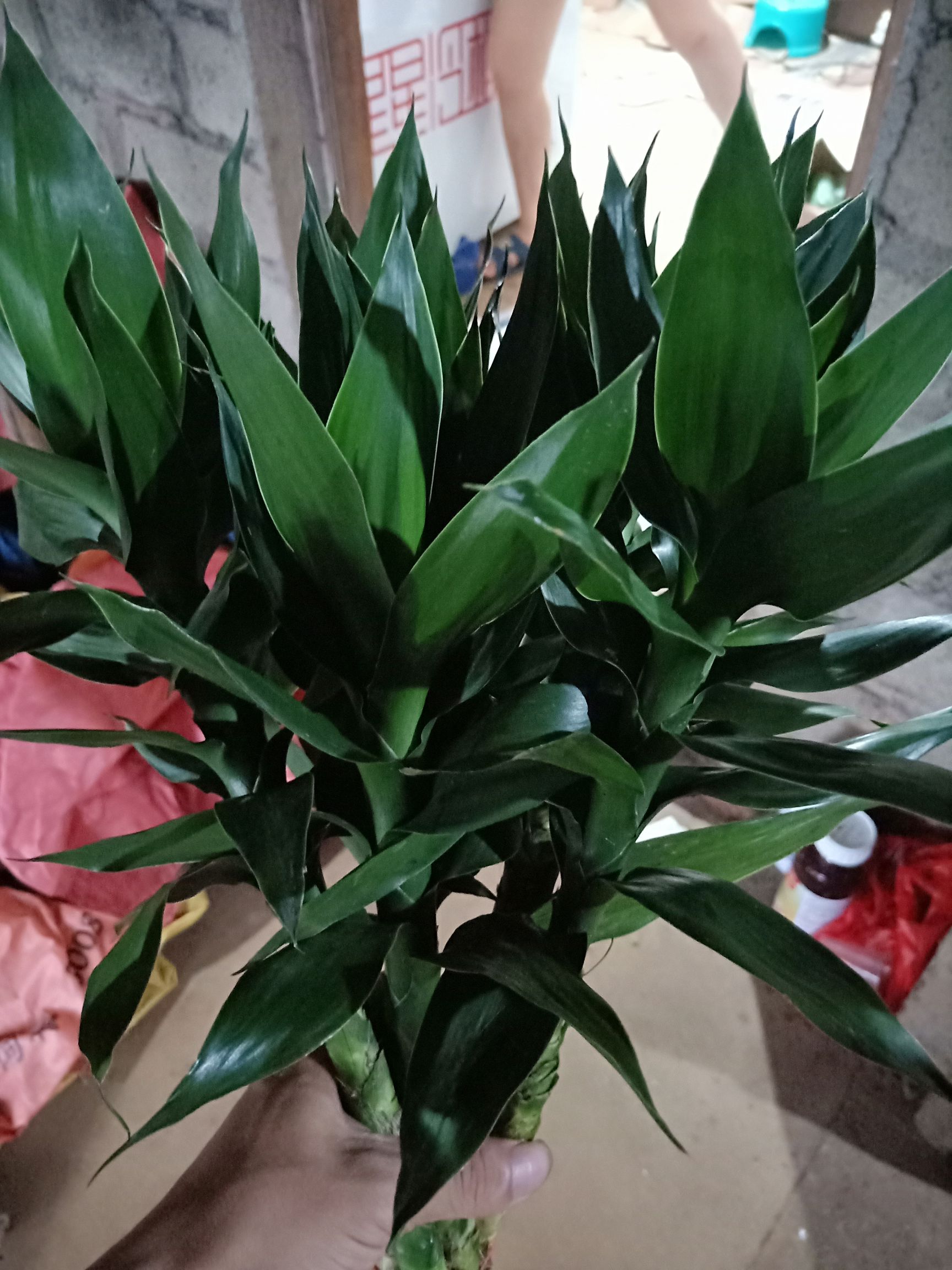 观音莲 基地观音竹批发，质量好，价格优。