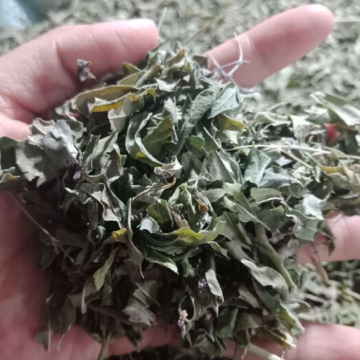  罗布麻草罗布麻叶药用罗布麻无硫中药材