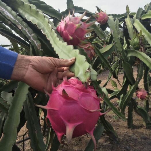 遂溪县 我们这里的火龙果是红土地种的，口感特别的甜甜，是冰糖味。