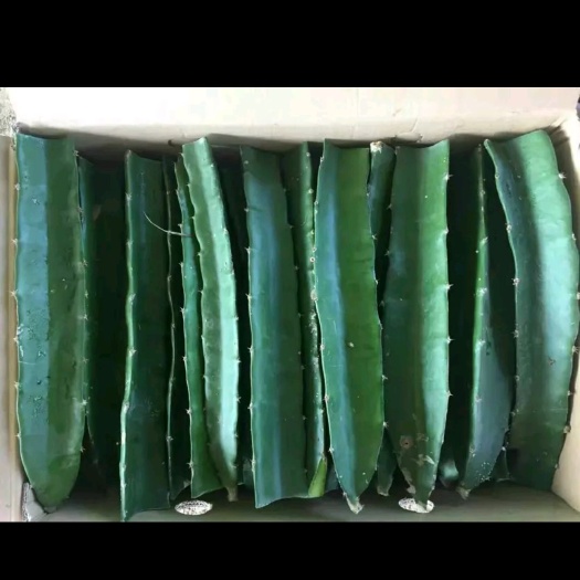 博白县 特靓火龙果苗，当年种当年结果