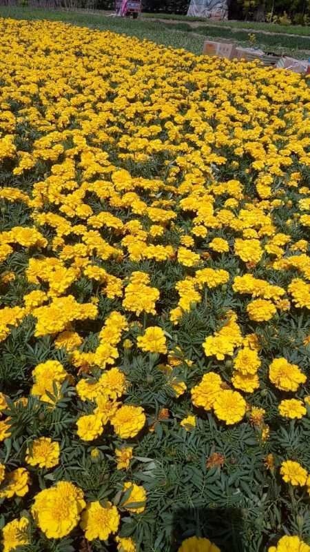 定州市 万寿菊