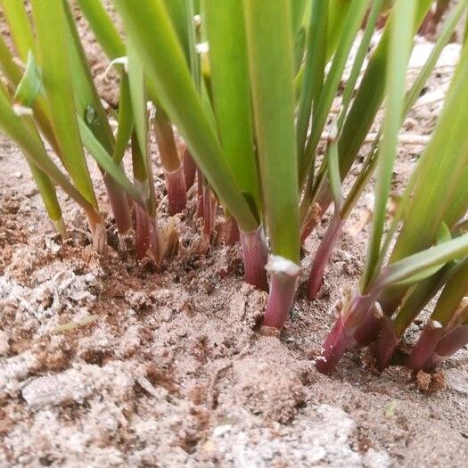 栖霞市 籽播红根韭菜种苗