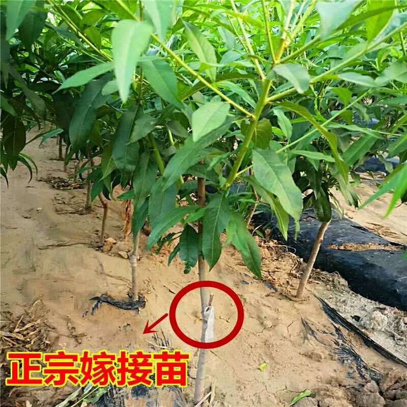  桃樹苗中油18號嫁接苗新品種特大晚熟地栽盆栽南方北方種植果樹