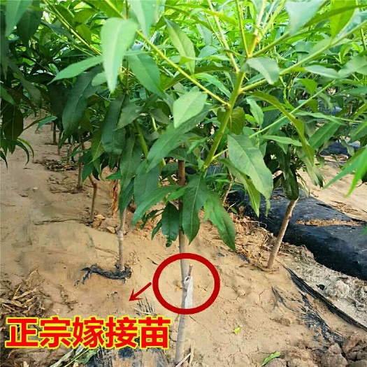 沭阳县 桃树苗中油18号嫁接苗新品种特大晚熟地栽盆栽南方北方种植果树