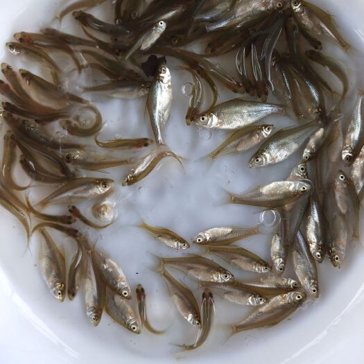 广州 武昌鱼苗批发
