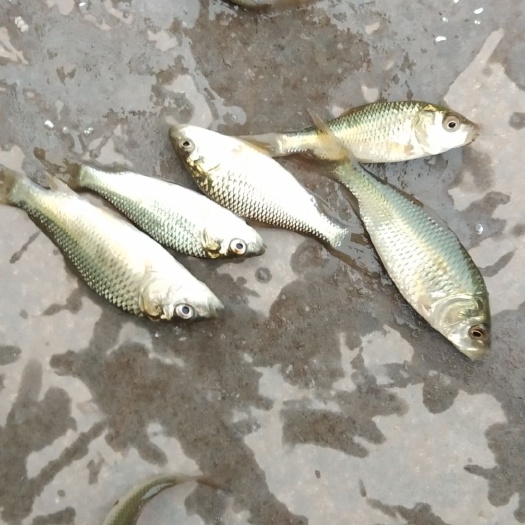 遵义湖鲤鱼 人工养殖