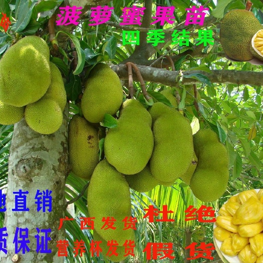 灵山县马来西亚一号菠萝蜜苗 马来西亚1号菠萝蜜嫁接苗带营养杯发货