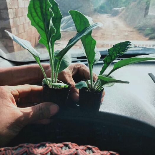 非洲菊苗 非洲菊种苗 扶郎花苗 质量保证低价批发