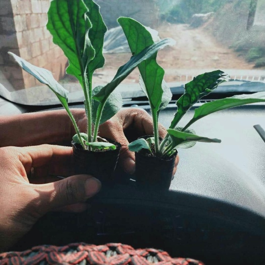 昆明非洲菊苗 非洲菊种苗 扶郎花苗 质量保证低价批发