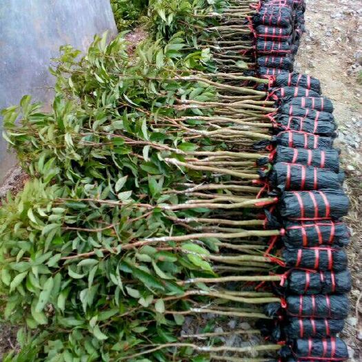 灵山县 正宗桂味荔枝苗，品质纯正无病毒病害，果核细、果肉厚、浓甜。