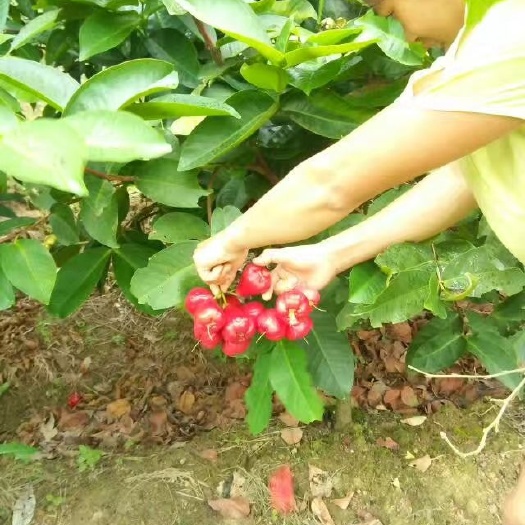 灵山县 莲雾苗嫁接苗，大叶红莲雾苗，黑金刚莲雾苗，黑珍珠莲雾苗正品