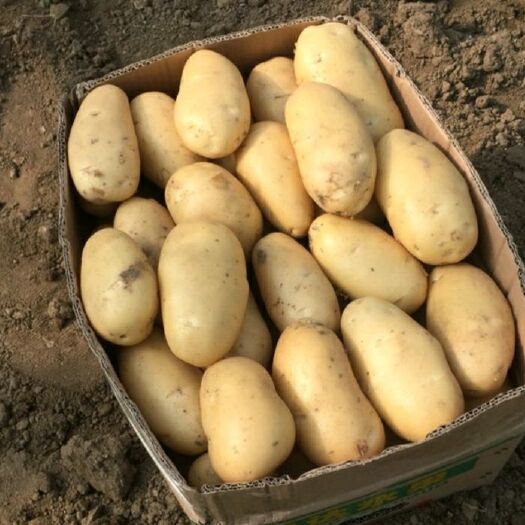 玉田县荷兰15号土豆 3两以上