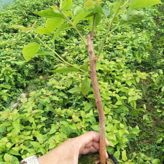 南靖县漳红樱三角梅
