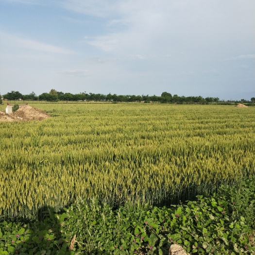 兴平市 小麦