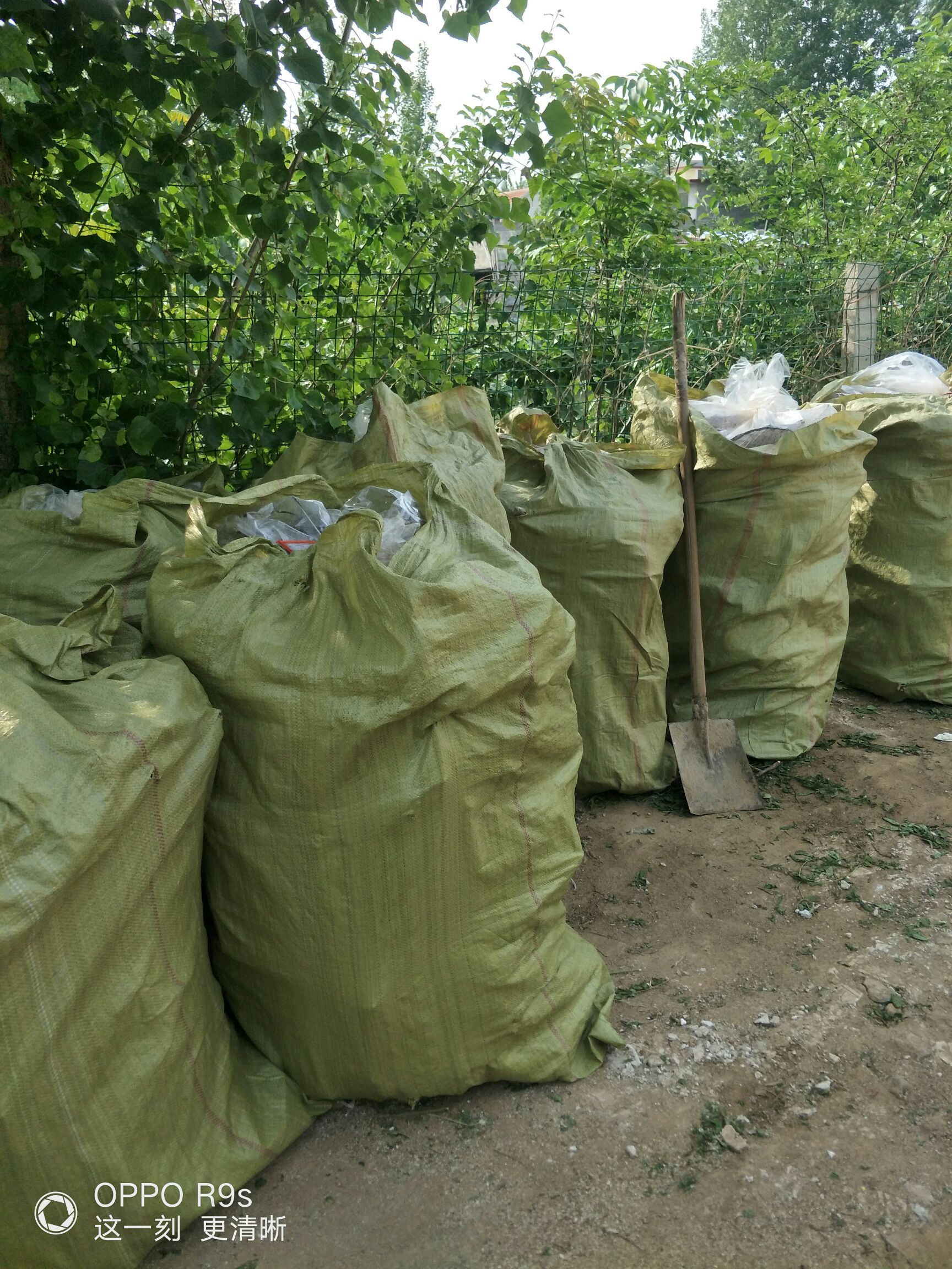  基地常年大量批发各种规格香椿苗