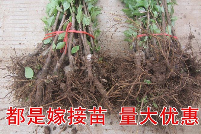 泰安 大红灯樱桃苗现挖现卖 矮化嫁接樱桃苗 果大高产红灯樱桃苗美早