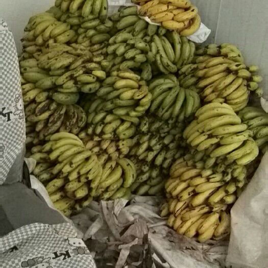 安宁市河口香蕉 八成熟 