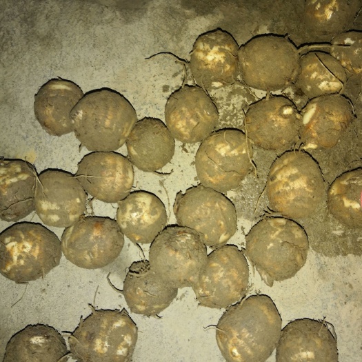 龙岩白芋 新鲜六月红芋子