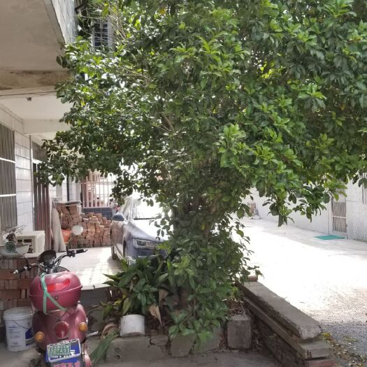 南通 自家15年桂花树，便宜卖