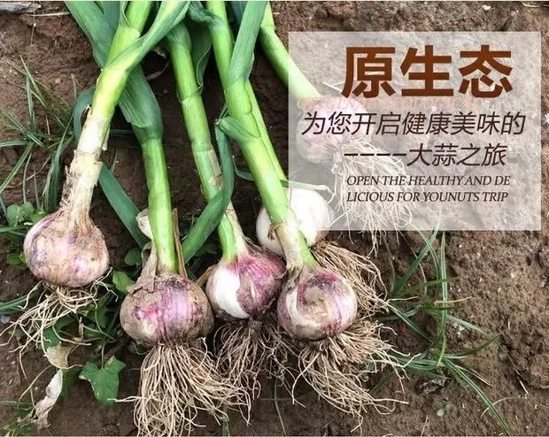 杞县金杞鲜大蒜