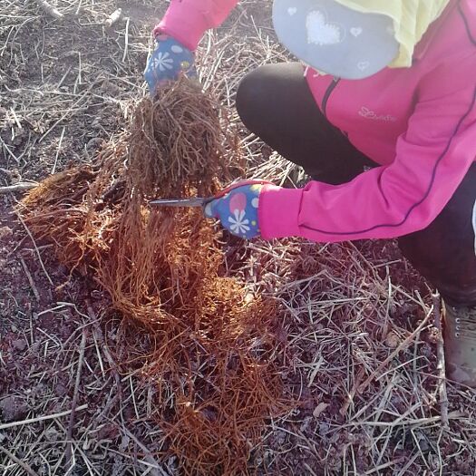 永吉县 有机软枣猕猴桃基地扩建中，用发酵好的有机农家肥灌地拒无机肥