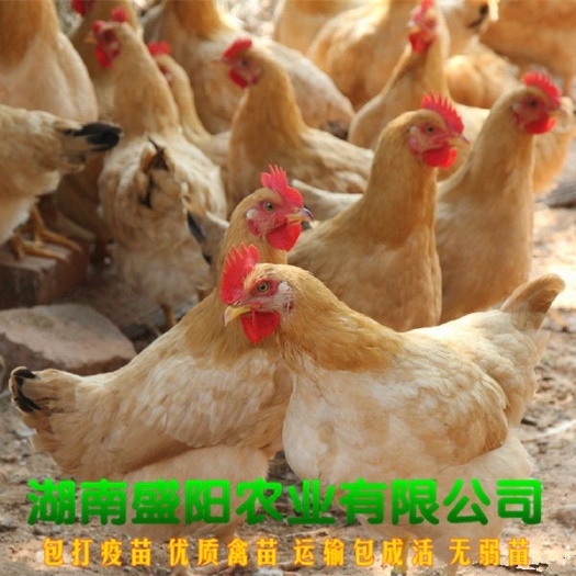 三黄鸡苗  场地热销黄土鸡苗湘黄土鸡苗衡阳土鸡苗包运输做疫苗