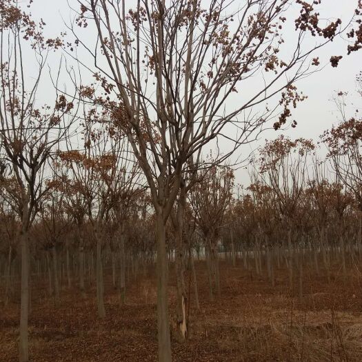 栾树南栾黄山栾树工程苗移植栾树定杆栾树