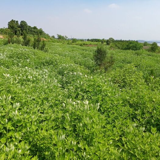 蕲春县蕲艾条