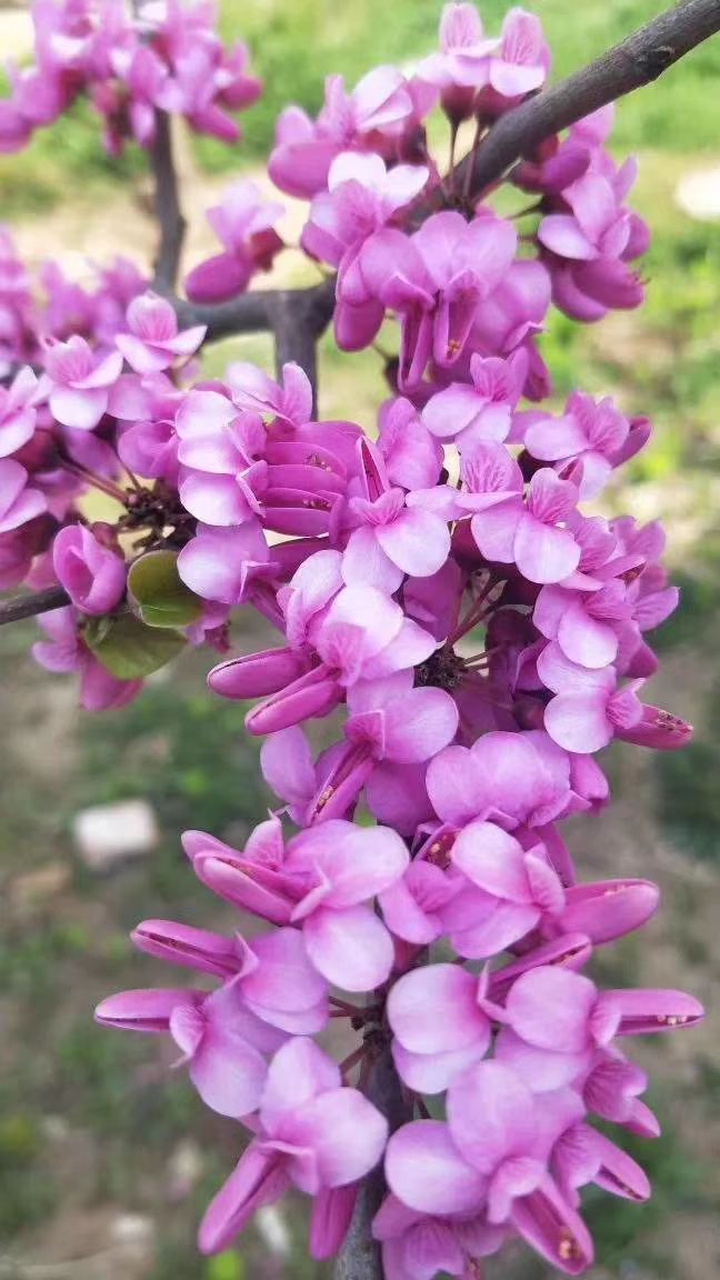 沭阳县紫荆花种子 花木种子绿化苗紫荆种子，发芽高，