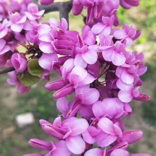 沭阳县紫荆花种子 花木种子绿化苗紫荆种子，发芽高，