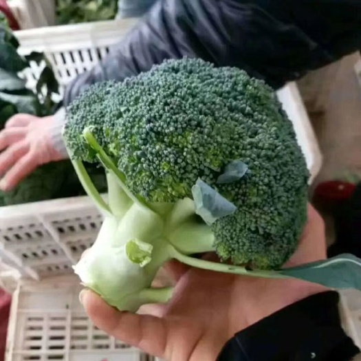 圣绿西兰花 精品西蓝花大量上市中！