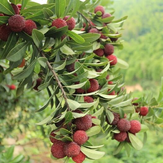 灵山县东魁杨梅树苗 果子好吃，产量高，有想种植的可以联系我