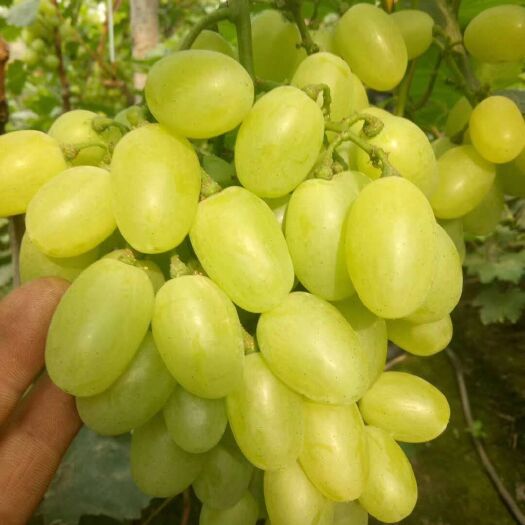 维多利亚葡萄 5%以下 1次果 1-1.5斤