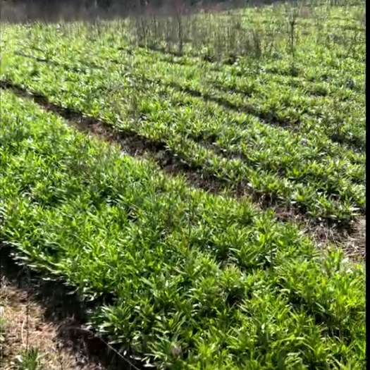 奉节 大量鲜贝母