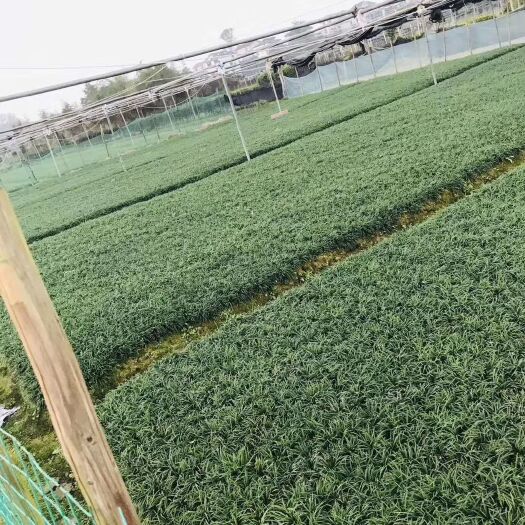玉龙草、玉龙草价格多少钱