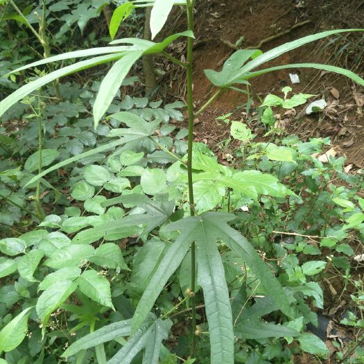 博白县五指毛桃 大山有各种山货
