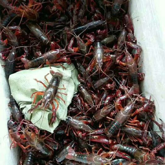 荆州 洪湖清水小龙虾批发