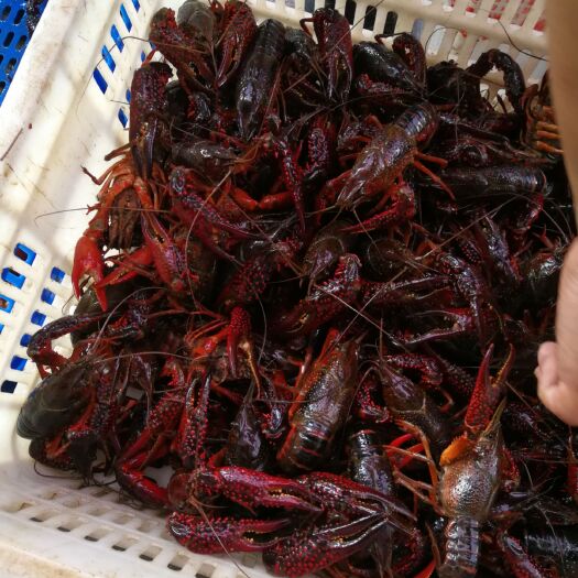 洪湖市 洪湖 湖区淡水小龙虾  底板干净 肉质饱满