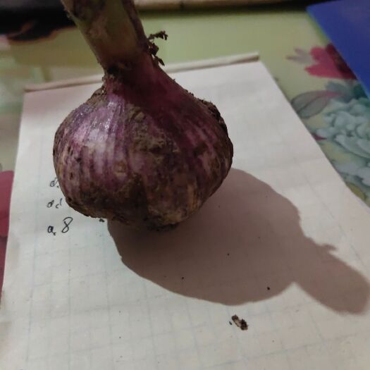 濮阳县白皮大蒜 5~5.5cm 四六瓣