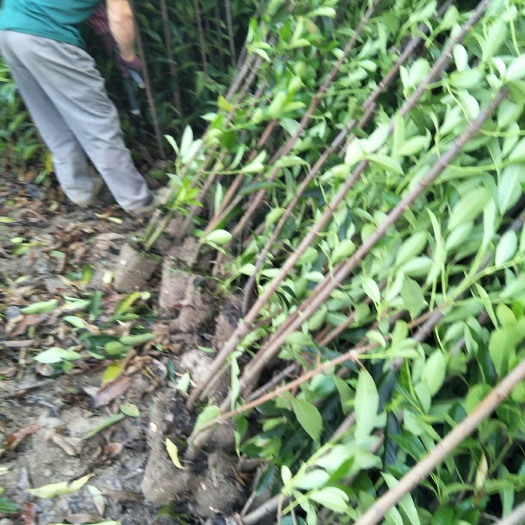 宁波法国冬青大量出售，基地直发，有需要的老板直接和我联系。