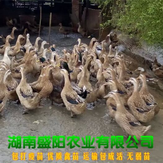 衡阳麻鸭苗  厂家直销麻羽大种出壳小苗品质保证疫苗到位包运输成活