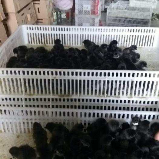 广州绿壳鸡苗 统货