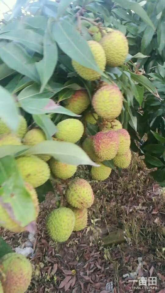 妃子笑荔枝  妃子笑:玉荷包，黑叶:白腊:桂味