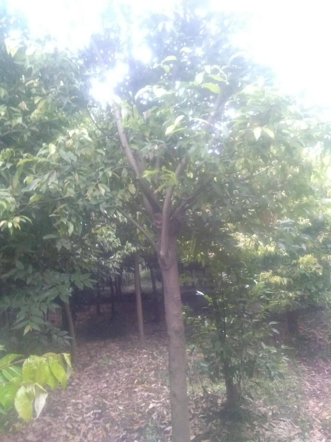 天竺葵 各种规格天桂出售