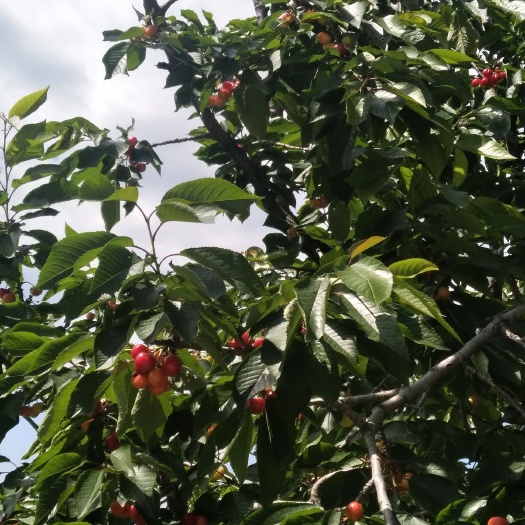 西安红灯樱桃 大小红灯  顺丰包邮   坏果包赔