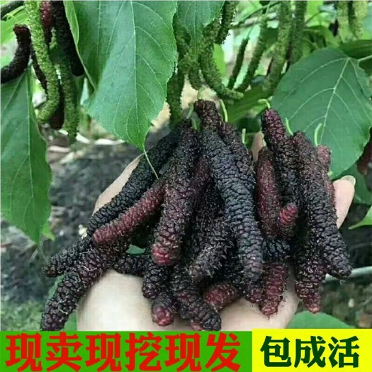 沭阳县 桑树苗 正宗嫁接四季果长果桑苗十大果桑短桑葚当年结果