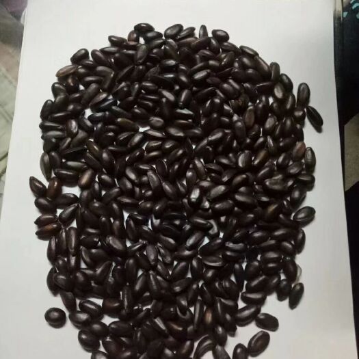 释迦果种子番荔枝种子500克