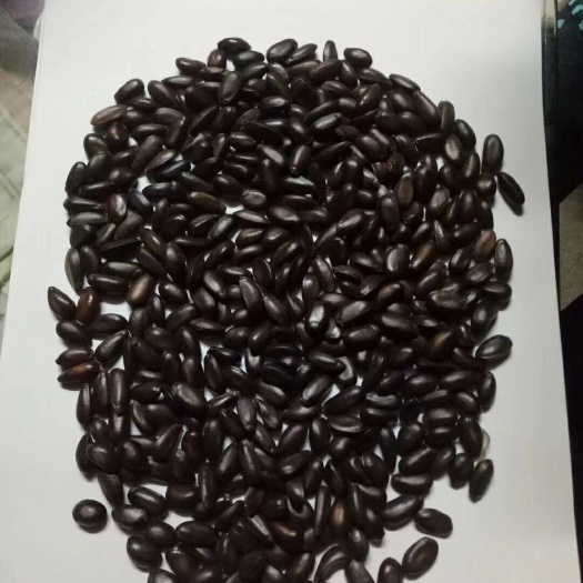 邵东市释迦果种子番荔枝种子500克