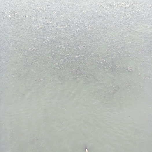 宾阳县鲤鱼苗