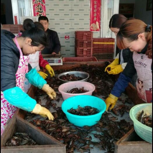 荆门 小龙虾